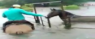 Copertina di Texas, il cowboy sfida la tempesta Harvey per salvare i suoi cavalli a rischio annegamento