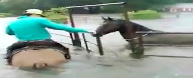Copertina di Texas, il cowboy sfida la tempesta Harvey per salvare i suoi cavalli a rischio annegamento