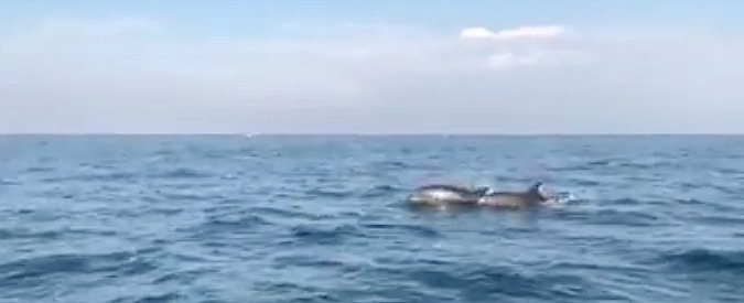 Copertina di Viareggio, volete emozioni forti? Guardate che incontri si fanno subito fuori dal porto