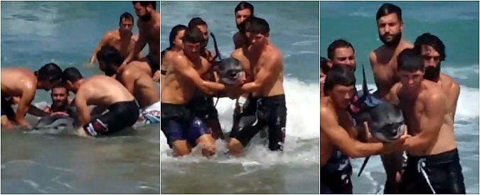 Copertina di Brindisi, il mare è grosso ma i bagnanti sfidano le onde per provare a salvare il delfino