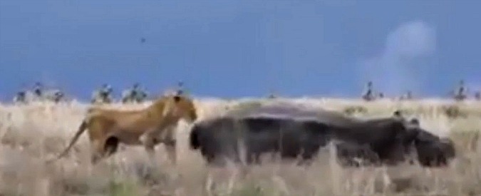 Copertina di Lo scontro (epico) tra un leone e un ippopotamo. E il finale non è così scontato