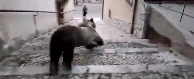 Copertina di Abruzzo, “Levatevi, levatevi”. Un urlo annuncia l’arrivo dell’orsa nel centro del paese