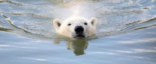 Copertina di Orsi polari, l’allarme dell’Enpa: “Cosa ci fanno lì a 36 gradi nello zoo di Fasano?”