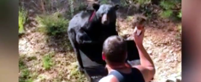 Copertina di L’orso sfida la famiglia per il barbecue. Chi vincerà? Il finale è a sorpresa
