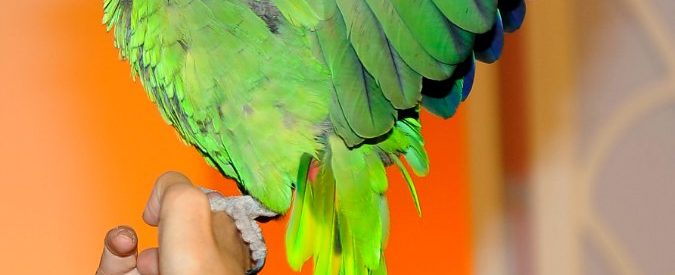 Il pappagallo muore di paura per una pallonata. L’allevatore chiede 150mila euro di risarcimento alla polisportiva