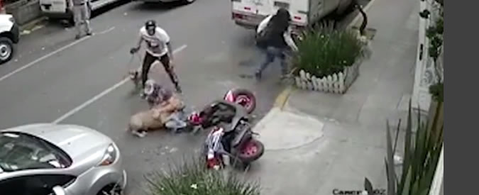 Copertina di Il Pitbull azzanna un cagnolino. Poi intervengono i padroni e si scatena l’inferno