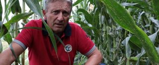 Copertina di Siccità, la soluzione innovativa degli agricoltori piemontesi: “Con il sistema a goccia risparmiamo il 60% dell’acqua”