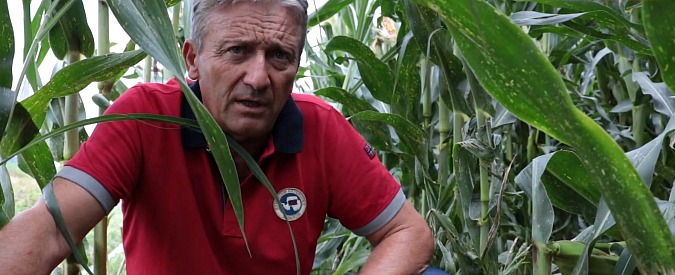 Copertina di Siccità, la soluzione innovativa degli agricoltori piemontesi: “Con il sistema a goccia risparmiamo il 60% dell’acqua”