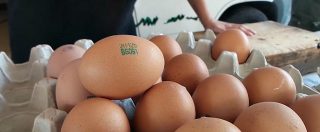 Copertina di Uova contaminate, ma gli italiani sanno cosa comprano? A giudicare dalle risposte in un mercato milanese sembra di no