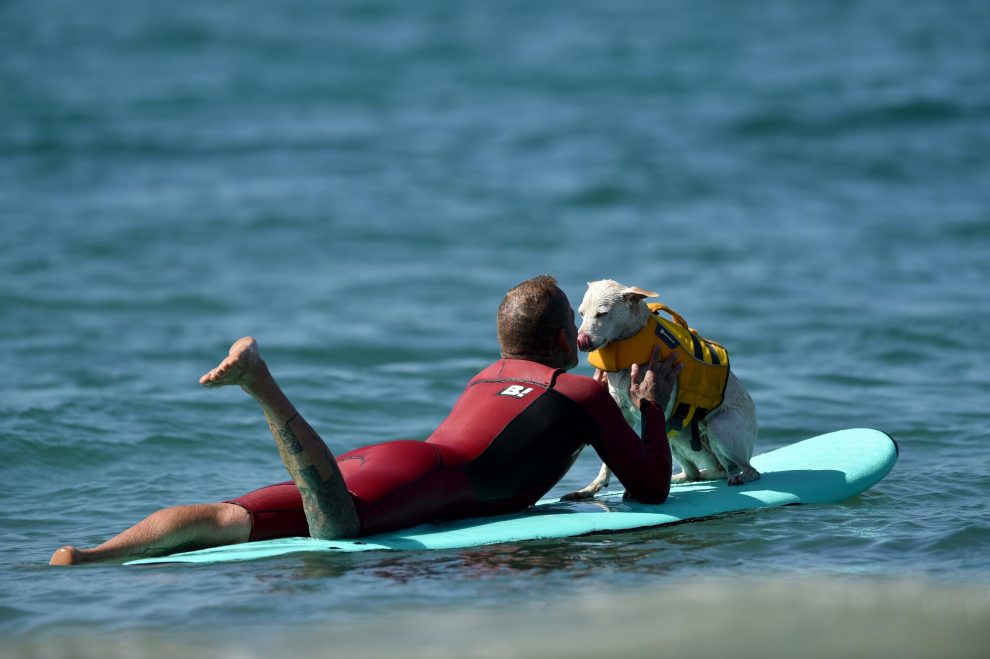 Surfing dog Sugar in action during the 9th annual Surf City Surf Dog event at Huntington Beach, Los Angeles, CA, USA, on September 23, 2017. Photo by Lionel Hahn/ABACAPRESS.COM 6083259th Annual Surf City Surf Dog Event – LACalifornia, il campionato di surf per i caniLaPresse  — Only Italy