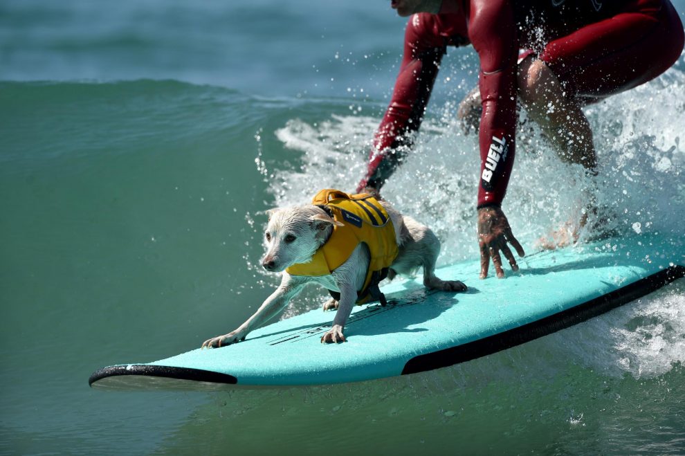 Surfing dog Sugar in action during the 9th annual Surf City Surf Dog event at Huntington Beach, Los Angeles, CA, USA, on September 23, 2017. Photo by Lionel Hahn/ABACAPRESS.COM 6083259th Annual Surf City Surf Dog Event – LACalifornia, il campionato di surf per i caniLaPresse  — Only Italy