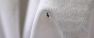 Copertina di Chikungunya, ci sono 20 nuovi casi nel Lazio. Centro europeo Malattie: “C’è alta probabilità di nuove infezioni”