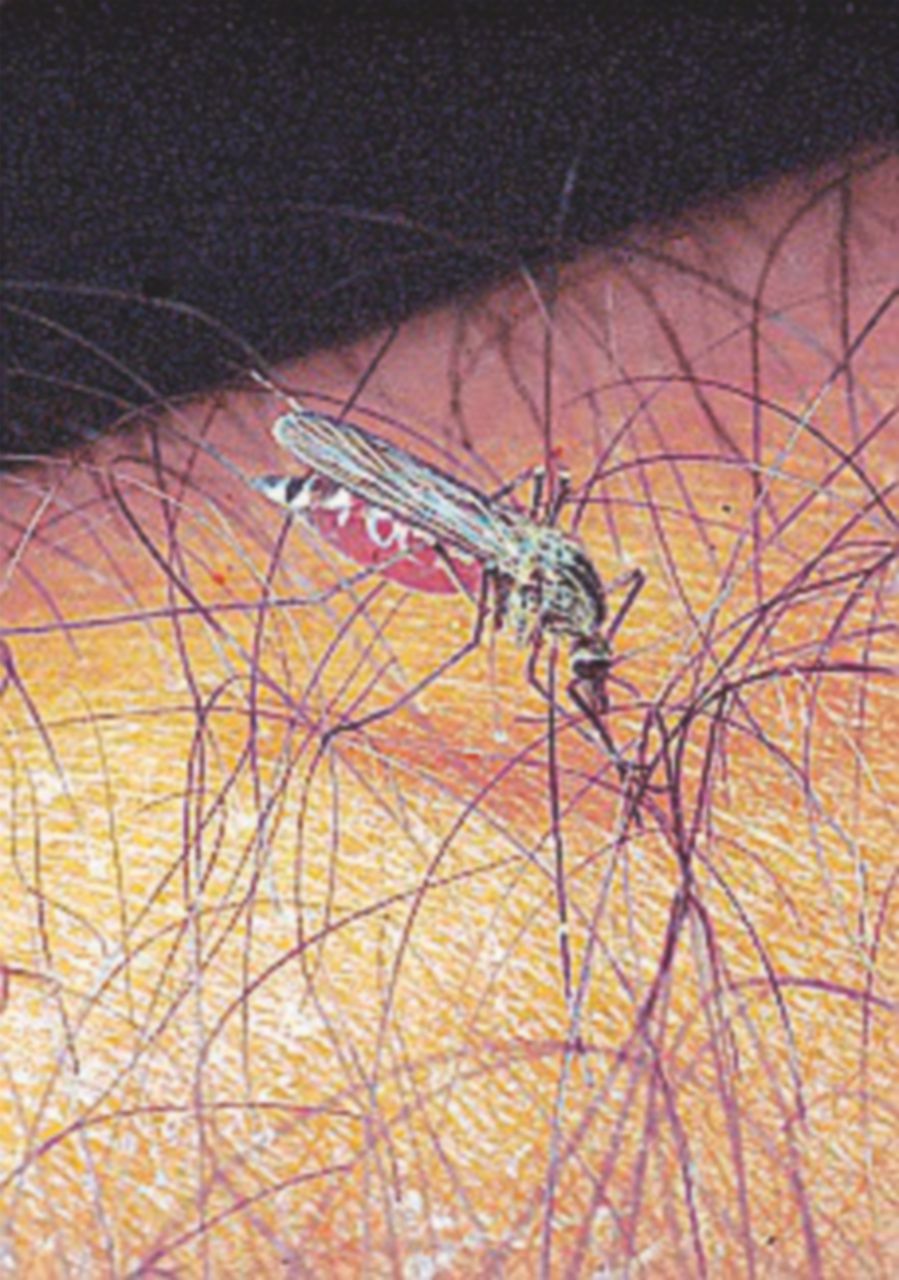 Contagiato dal virus del Nilo, allarme nel Livornese Contagiato dal virus del Nilo, allarme nel Livornese