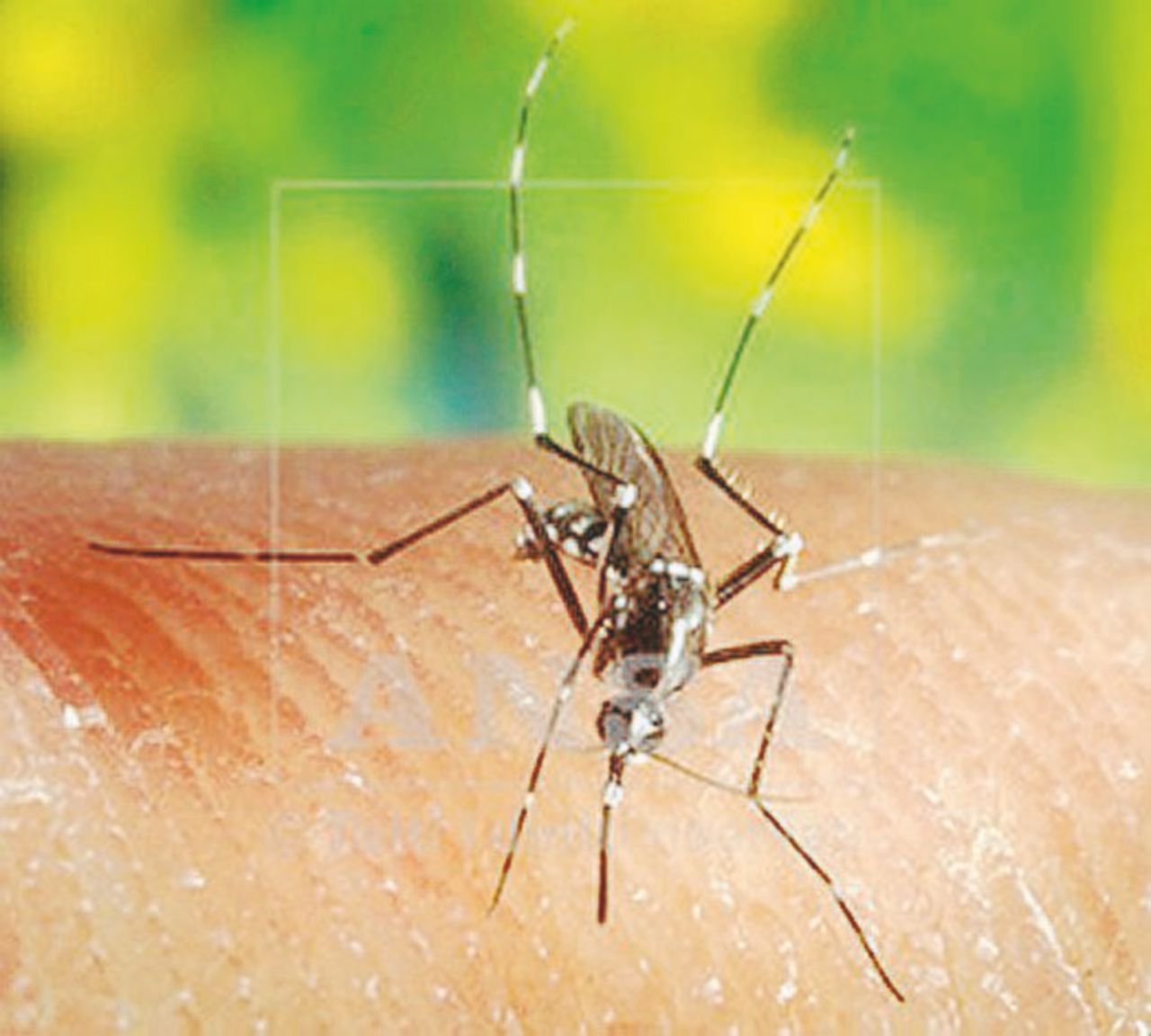 Portatrice - La zanzare colpevole di iniettare il virus nel sangue umano Lazio, i casi di Chikungunya ora sono 47: problema sangue