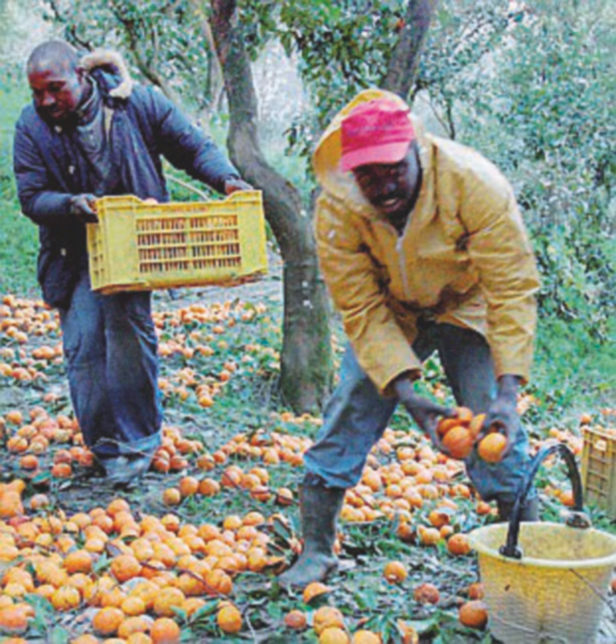 Al lavoro - Migranti impegnati nel raccolto - Ansa Nei campi divisi per il colore della pelle. “Loro sono più bianchi, 10 euro in più”