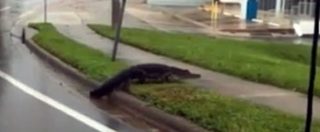 Copertina di Uragano Irma, cosa rimane dopo il suo passaggio: un alligatore cammina per le strade deserte della Florida