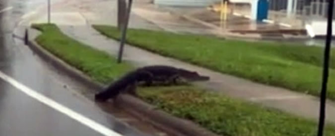 Copertina di Uragano Irma, cosa rimane dopo il suo passaggio: un alligatore cammina per le strade deserte della Florida