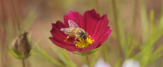 Copertina di Caffè, piantagioni a rischio a causa del clima ma le api salveranno una delle bevande più bevute e benefiche
