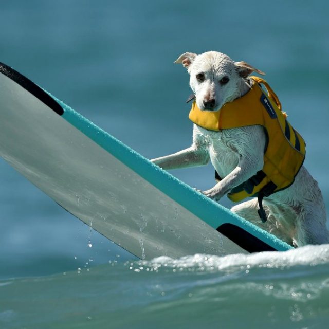 Cani surfisti, la competizione in California (FOTO)