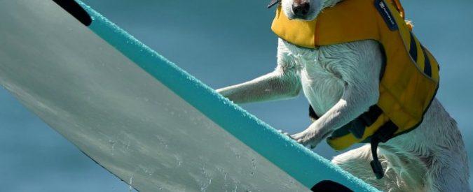 Cani surfisti, la competizione in California (FOTO)