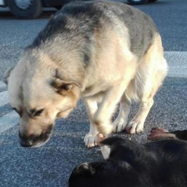 Roma, un cane veglia per ore “l’amico” morto per strada lasciando a bocca aperta i passanti