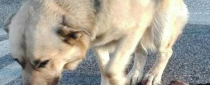 Roma, un cane veglia per ore “l’amico” morto per strada lasciando a bocca aperta i passanti