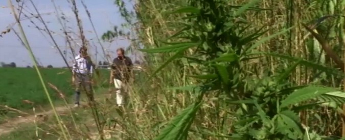 Copertina di Cannabis light, SkyTg24 racconta il boom delle vendite in Italia: vero e proprio fenomeno sociale