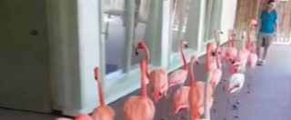 Copertina di Uragano Irma, evacuati anche gli zoo: fenicotteri rosa in fila ordinata per uscire dal parco