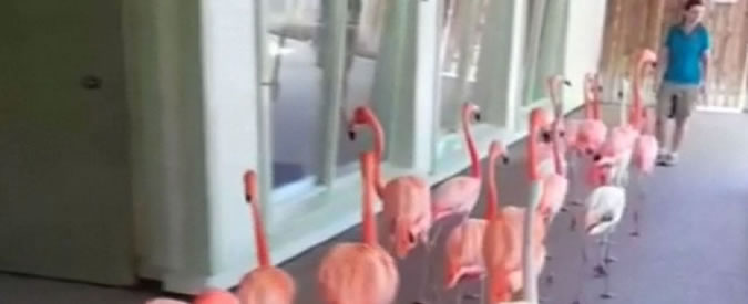 Copertina di Uragano Irma, evacuati anche gli zoo: fenicotteri rosa in fila ordinata per uscire dal parco