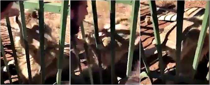 Copertina di Star del rugby infila la mano nella gabbia del leone, ma l’animale non la prende bene. La scena ripresa in diretta