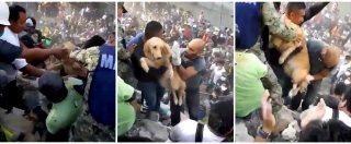 Copertina di Terremoto Messico, Vigili del fuoco estraggono un cane dalle macerie: l’applauso della folla