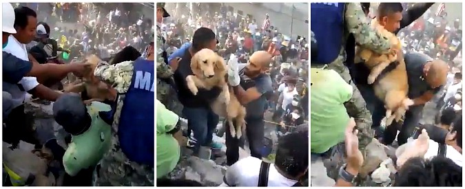 Copertina di Terremoto Messico, Vigili del fuoco estraggono un cane dalle macerie: l’applauso della folla