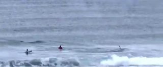 Copertina di Paura durante la competizione di surf: le orche si avvicinano a riva e gli atleti reagiscono così