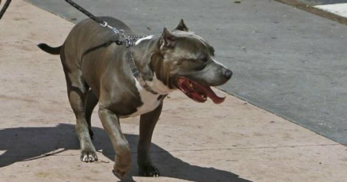 Scontro tra bande a Torino, aizzano un pitbull che azzanna in volto un sedicenne Scontro tra bande a Torino, aizzano un pitbull che azzanna in volto un sedicenne