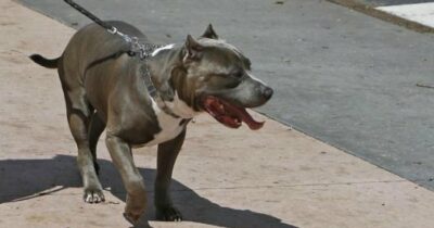 Copertina di Vienna, proprietari di rottweiler e pitbull come gli automobilisti: potranno portarli a spasso solo da sobri