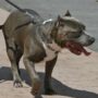 Copertina di Scontro tra bande di ragazzi a Torino, aizzato un pitbull che azzanna in volto un sedicenne