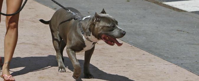 Vienna, proprietari di rottweiler e pitbull come gli automobilisti: potranno portarli a spasso solo da sobri
