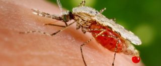 Malaria, l’ultimo caso autoctono nel 1997 a Grosseto: il contagio da un bambino malato tramite puntura di una zanzara