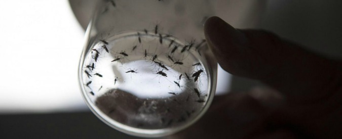 Chikungunya, 17 casi nel Lazio. Raggi sott’accusa per ritardi disinfestazione. Stop donazioni per 1,2 milioni di romani