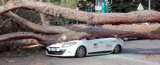 Copertina di Roma, crollano due pini: tragedia sfiorata a Prati. Le cause: piante di oltre 60 anni, mal tenute, Servizio Giardini decimato