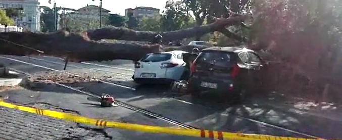 Copertina di Roma, grosso albero crolla su tre auto di passaggio: ferito un tassista