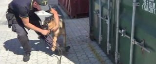 Copertina di Il cane fiuta la droga e smaschera la tecnica del ‘rip-off’. La Gf sequestra cocaina per 65 milioni di euro