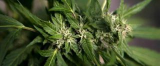 Copertina di Cannabis terapeutica, Mattarella dà la grazia a 63enne con l’Hiv che coltivava canapa per usarla contro il dolore
