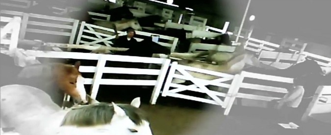 Copertina di La denuncia animalista contro il Pmsg: “Stop all’ormone prodotto col sangue di cavalle gravide. Maltrattamenti e torture”