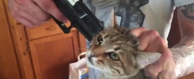 Copertina di “Ritwittatemi o faccio fuori il gatto”, video choc finisce nella bufera. L’autore spiega le sue ragioni