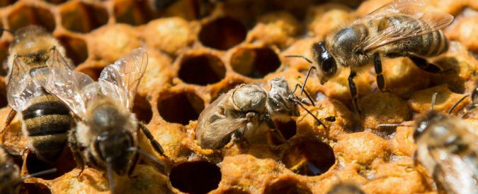 “Api sterminate con pesticida altamente tossico”: 400 agricoltori indagati per inquinamento ambientale a Udine