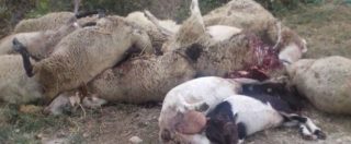 Copertina di Sassari, pastore sgozza le sue 135 pecore: il latte che fornivano non si vendeva più