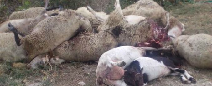 Sassari, pastore sgozza le sue 135 pecore: il latte che fornivano non si vendeva più