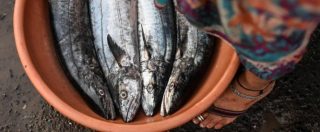 Copertina di Alimentazione, “diossina, inquinamento e specie sfruttate: ecco perché mangiare pesce non conviene a nessuno”