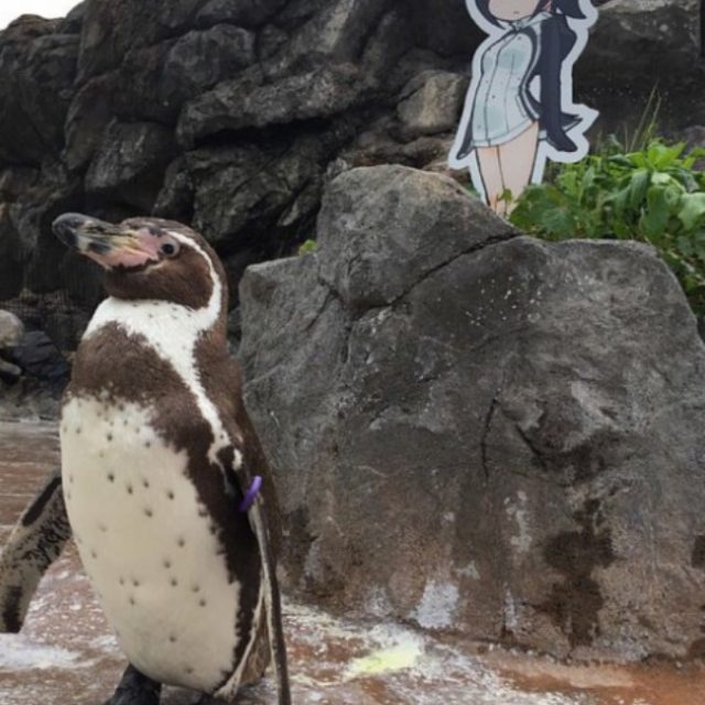 Giappone, la storia del pinguino che si innamora di un cartone animato fa il giro del mondo